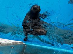 -上海海昌海洋公园