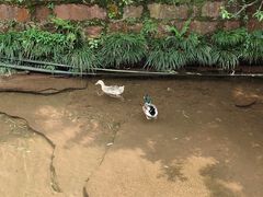 -雅安上里古镇