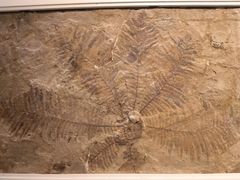 -辽宁古生物博物馆