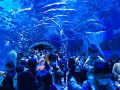 -华夏文旅海洋公园