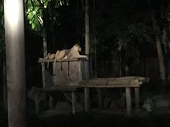 -清迈夜间动物园