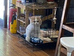 -志龙皇冠吃货椰子铺