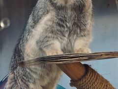-青藏高原野生动物园