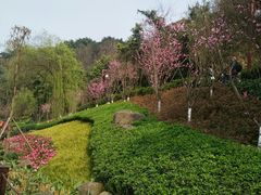 -重庆彩云湖湿地公园