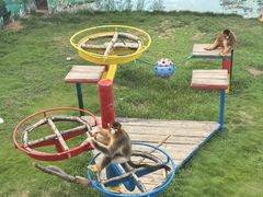 -西霞口神雕山野生动物世界