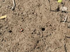 -东寨港红树林旅游区