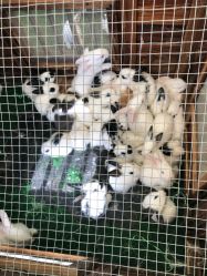 -萌宠亲子动物乐园(槐房万达店)