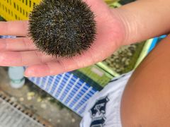 -蓝湾碧波·老字号·疍家非遗海上餐厅