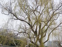 -上海佘山国家森林公园天马山园