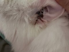 -创凡宠物医院·骨专科  猫科中心(西乡分院)