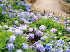 -上海共青森林公园