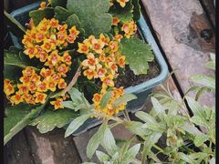 -IFIF 如果花園(宽厚里店)