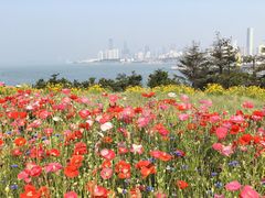 -小麦岛公园