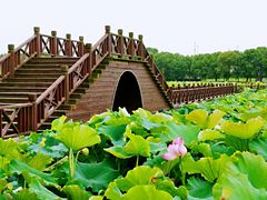 -荷塘月色湿地公园·向阳花洲