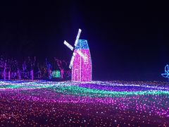 -杭州湾海上花田景区