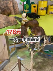 -七巧国萌宠乐园(龙湖天街店)