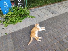 -龙头寺公园