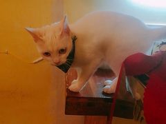 -猫色咖啡·猫咖