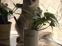 -守诺宠物医院·眼科· 特色牙科·异宠专科(虹口店)