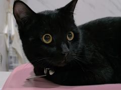 -萌兽医馆·宠物医院·猫骨科(创景店)