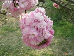 -西安青龙寺遗址景区