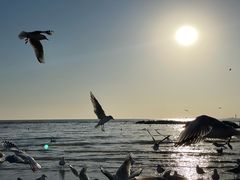 -老虎石海上公园