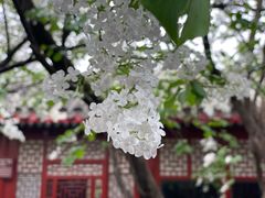 -北京鲁迅博物馆(北京新文化运动纪念馆鲁博馆区)