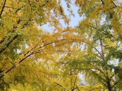 -三里屯东五街银杏大道