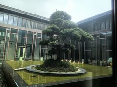 -上海崇明金茂凯悦酒店