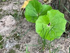 -证大大拇指广场(芳甸路店)