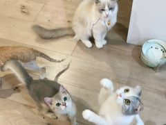 -Bastet sally猫舍购宠(静安店)