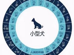 -瑞派申生动物医院·24H夜诊·国际动物医疗中心·骨外科(吴中路店)