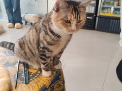 -平行世界·猫咖(首经贸店)