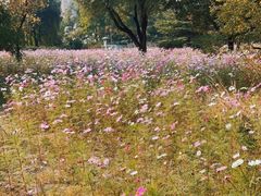 -莲花池公园
