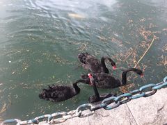 -茵特拉根酒店·西餐厅