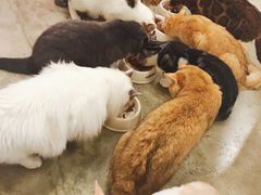 -喵匠猫主题咖啡(凯德和平广场店)