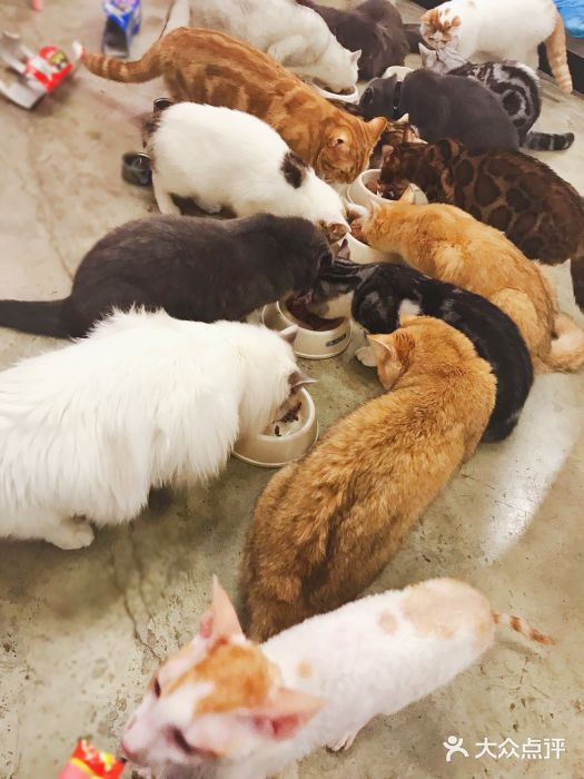 喵匠猫主题咖啡(凯德和平广场店)图片