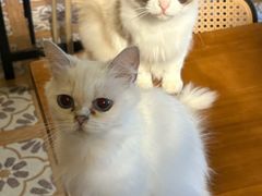 -猫猫幼稚园·撸猫·桌游·电玩