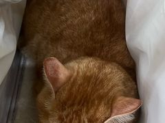 -瑞鹏宠物医院·夜间急症·心超·猫科(祖庙分店)