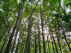 -桤木河湿地公园