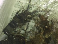 -盒马渔市餐厅