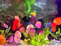 -上海海洋水族馆