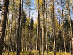 -塞罕坝国家级自然保护区