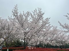 -高东镇樱花园