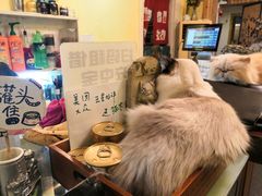 -猫色咖啡·猫咖