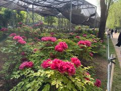 -洛阳市隋唐城遗址植物园