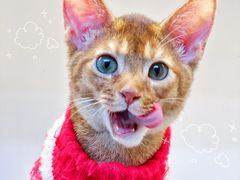 -lincat·猫舍(广州店)