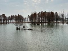 -贡湖湾湿地公园