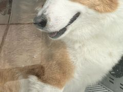 -唐小姐の猫狗洗护·购宠旗舰店(周浦万达店)