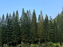 -深圳仙湖植物园